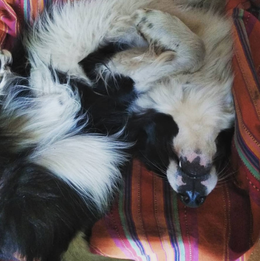 Border Collie sleeping on a couch in a weird position