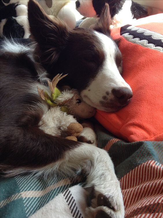 Border Collie sleeping on the bed hugging its sheep toy