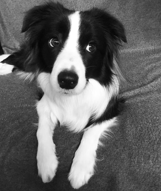  Border Collie side look