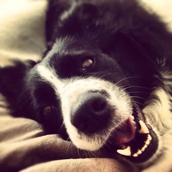smiling Border Collie in bed