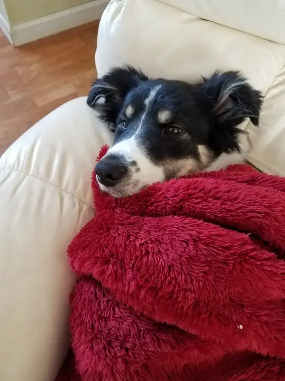  Border Collie dog lying on a sofa covered in a red fluffy blanket
