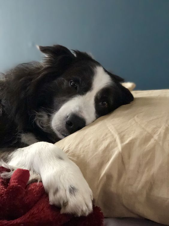 Border Collie dog beside the bed staring
