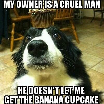 photo of a Border Collie sitting on the floor with a cupcake on top of its head and with its begging face photo with text - my owner is a cruel man he doesn't let me get the banana cupcake