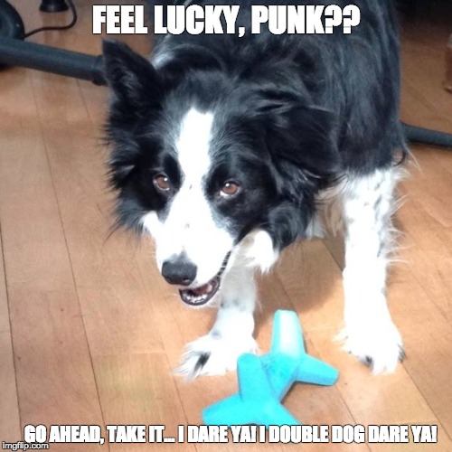 A Border Collie standing on the floor with its stuffed toy photo with text - Feel lucky, punk? Go ahead, take it.. I dare ya! double dog dare ya!