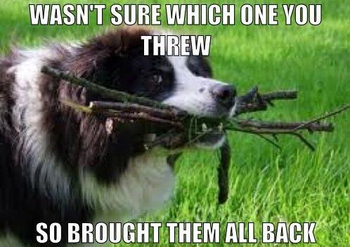 A photo of a Border Collie in the field with sticks in its mouth and with text - wasn't sure which one you threw so brought them all back