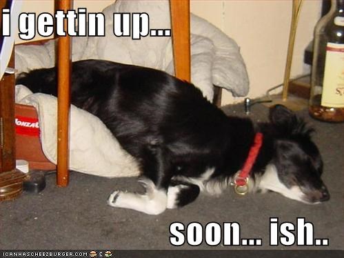 A Border Collie sleeping on its bed with its upper body on the floor photo and with text - I gettin up.. sooon.. ish...