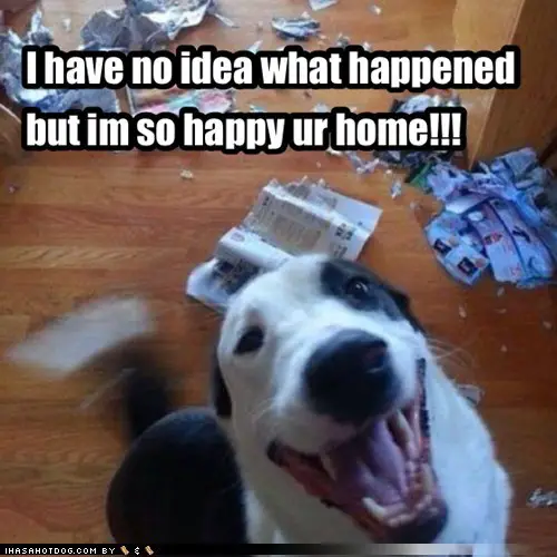 A photo of a happy Border Collie jumping with torn paper on the floor and with text - I have no idea what happened but I'm so happy your home!!