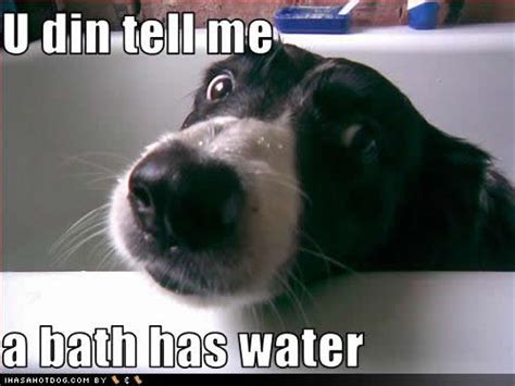 A Border Collie in the bathtub with waterdrops on top of its muzzle and with text - U din tell me a bath has water