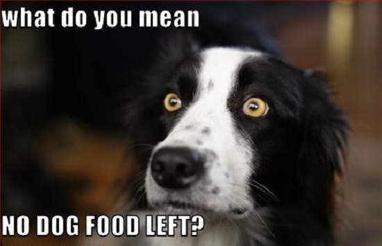 A photo of a Border Collie with its scared face and a text - What do you mean no dog food left