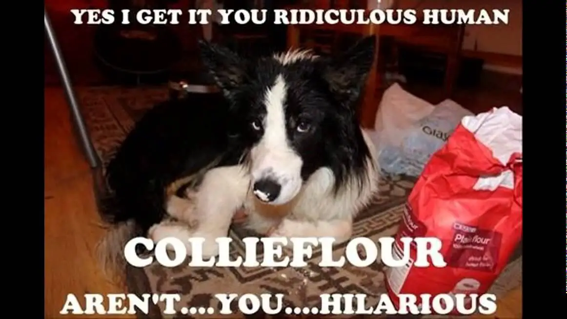 photo of a Border Collie lying on the floor with its sad face and a text - Yes I get it you ridiculous human, collieflour aren't.. you.. hilarious