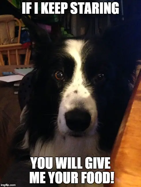 A Border Collie sitting on the floor next to the table while staring photo and with text - If I keep staring you will give me your food!