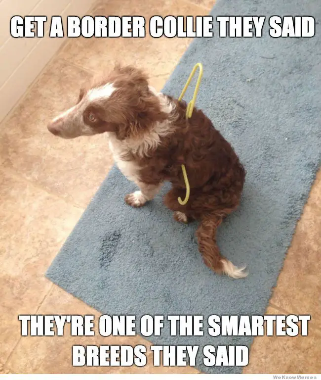 A Border Collie sitting on the carpet with a hanger stuck on its body photo with text - Get a Border Collie they said, they're one of the smartest breeds they said