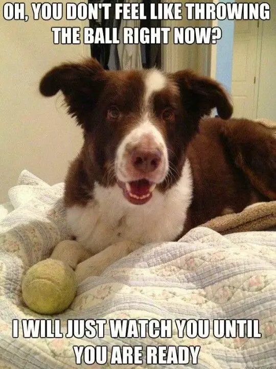 a photo of a red and white Border Collie lying on the bed with a ball and with text - Oh, you don't feel like throwing the ball right now? I will just watch you until you are ready