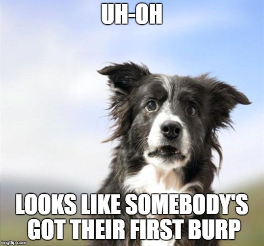 photo of a surprised Border Collie and text - Uh-Oh Looks like somebody's got their first burp