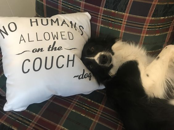 Border Collie lying on the couch with a pillow that has a note 