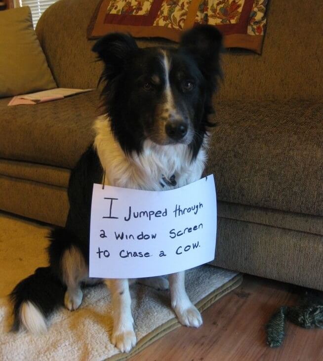 Border Collie sitting on the floor wearing a note that says 