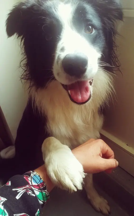 smiling Border Collie with its paw on top of the lady's arms