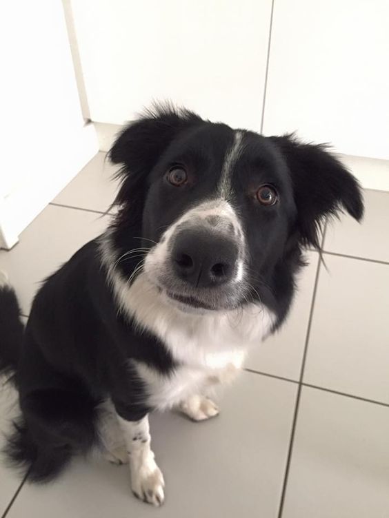 Border Collie sitting on the floor while lookin up with its curious face