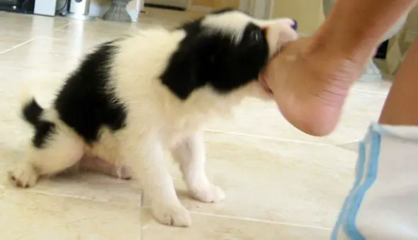Border Collie biting the feet of a person