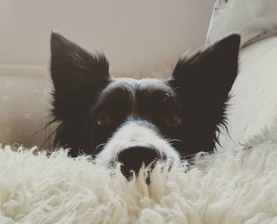 Border Collie looking from behind the pillow