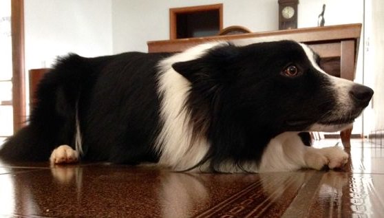 Border Collie lying down on the floor looking for something