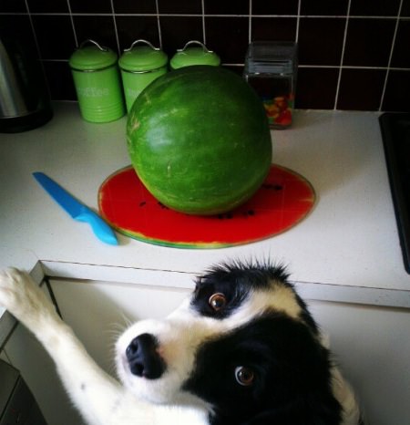 Border Collie and watermelon on top of the table