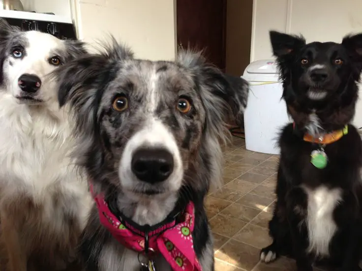 three Border Collies sitting on the floor while looking up waiting for their food