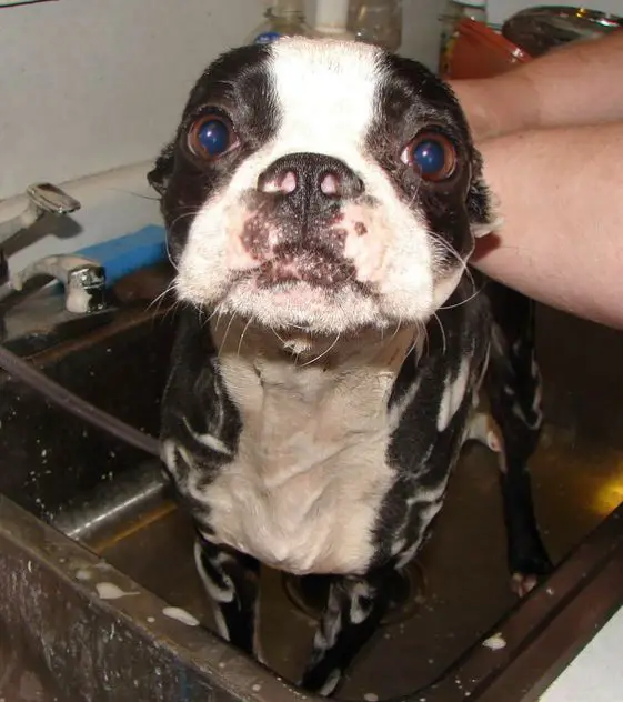 boston terrier taking a bath in the sink