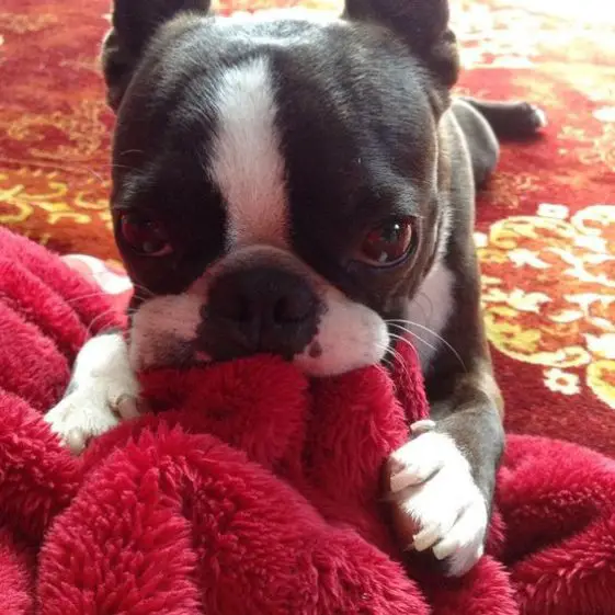 boston terrier chewing a blanket