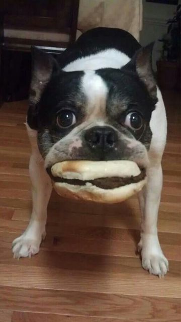 boston terrier with burger in its mouth