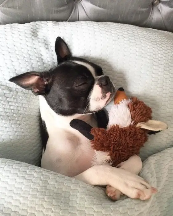 sleeping boston terrier with a dog toy