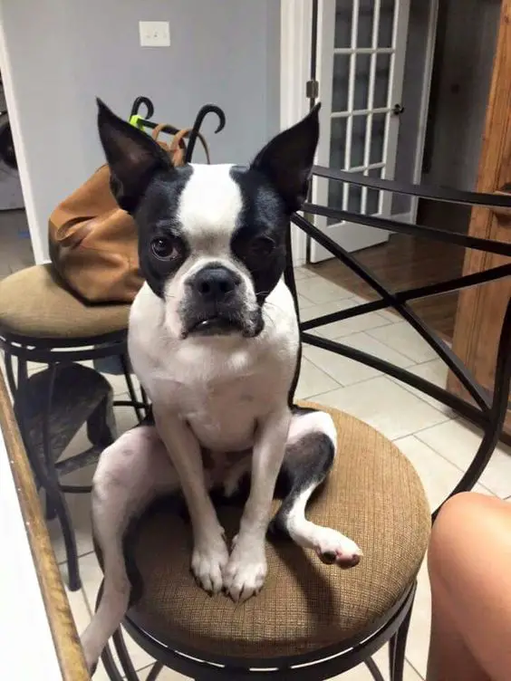 sitting boston terrier with a grumpy face