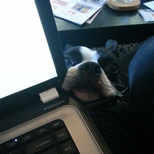 peeking boston terrier under the table behind the laptop