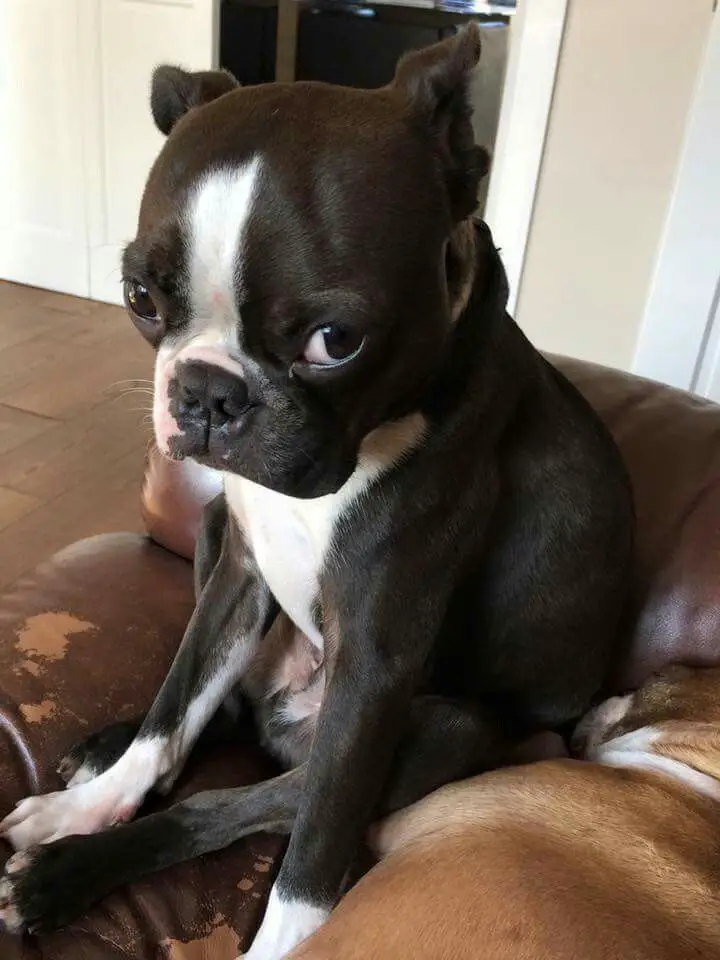 boston terrier with a sad face