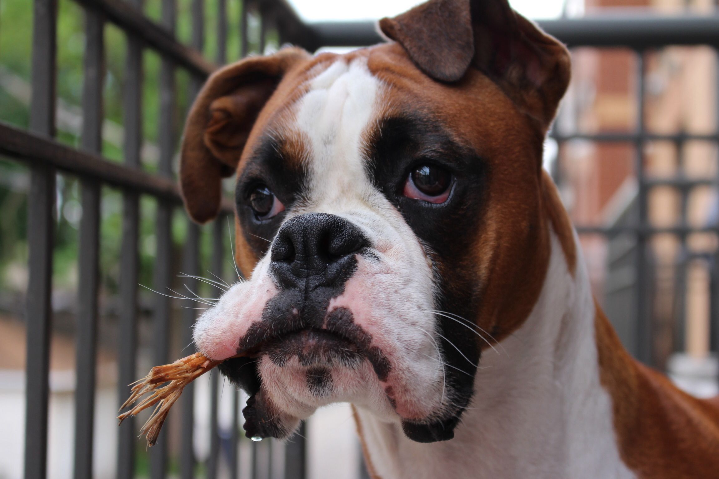 Boxer Dog standing behind the gate with a branch in its mouth