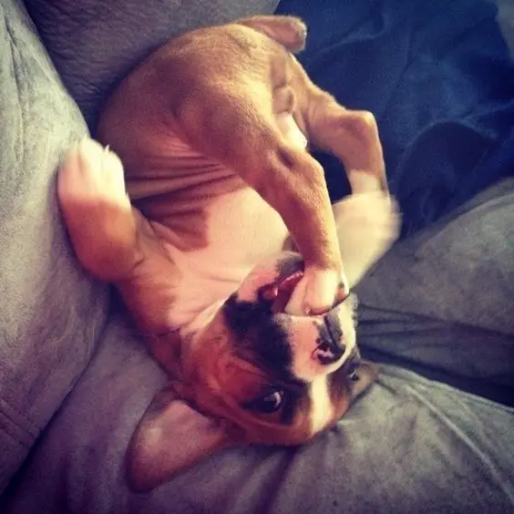 Boxer puppy sitting upside while eating its feet
