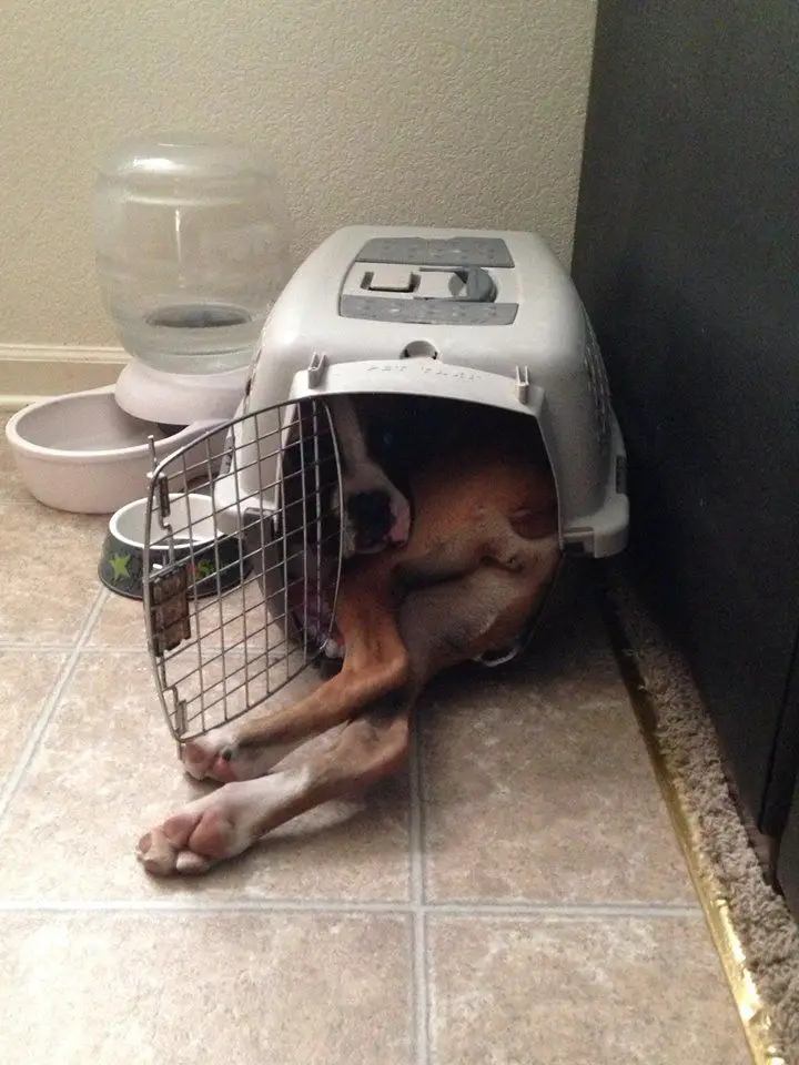 Boxer dog inside its overgrown travel crate