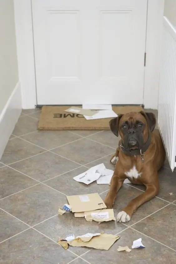 Boxer Dog lying down on the floor with torn mails