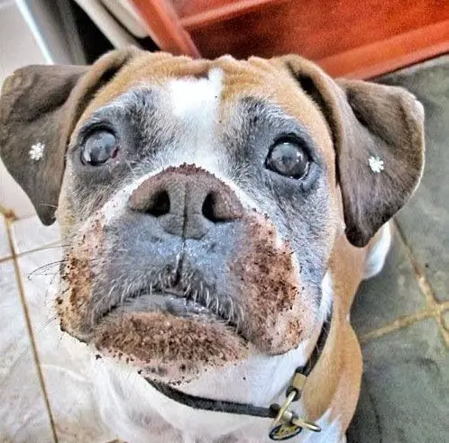 Boxer Dog with mud on its face