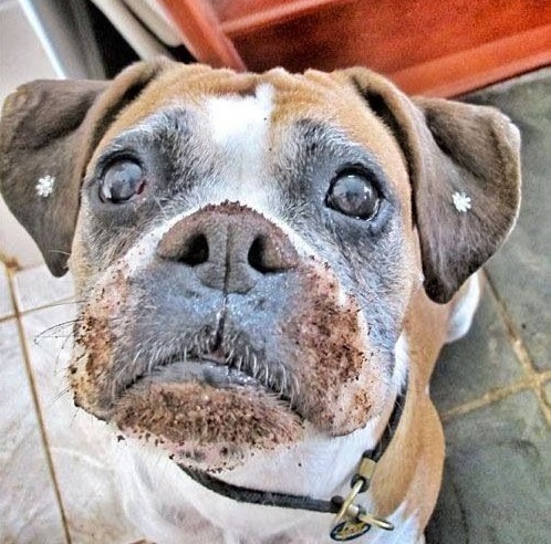 Boxer Dog with mud on its face