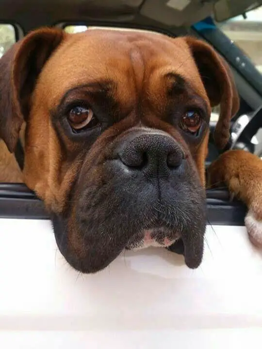 Boxer Dog head outside the car window