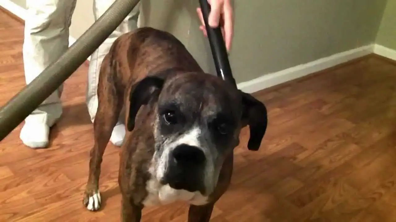 Boxer Dog with a grumpy face