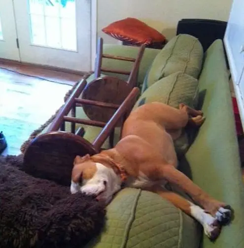 Boxer dog sleeping on the couch