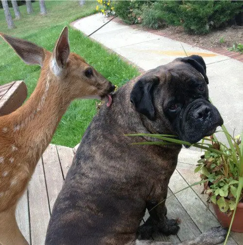 deer licking the back of a Boxer Dog