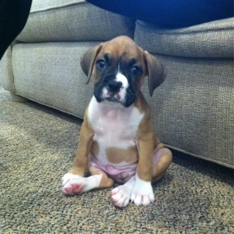 Boxer puppy sitting on the floor like a person