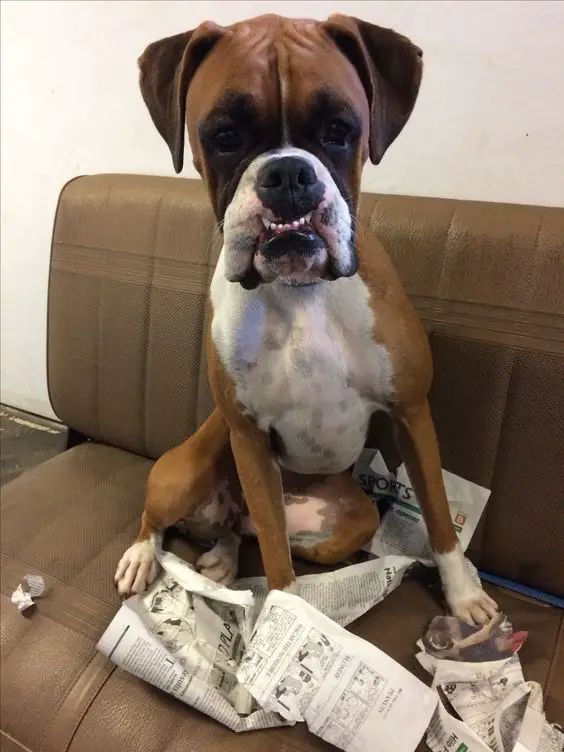 Boxer Dog sitting on the couch with torn newspapers
