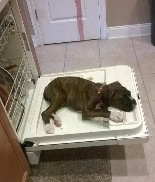 Boxer dog sleeping on the cover of the dishwasher in the kitchen