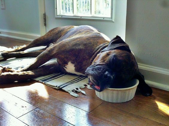 Boxer Dog sleeping on the floor with its head on its food bowl