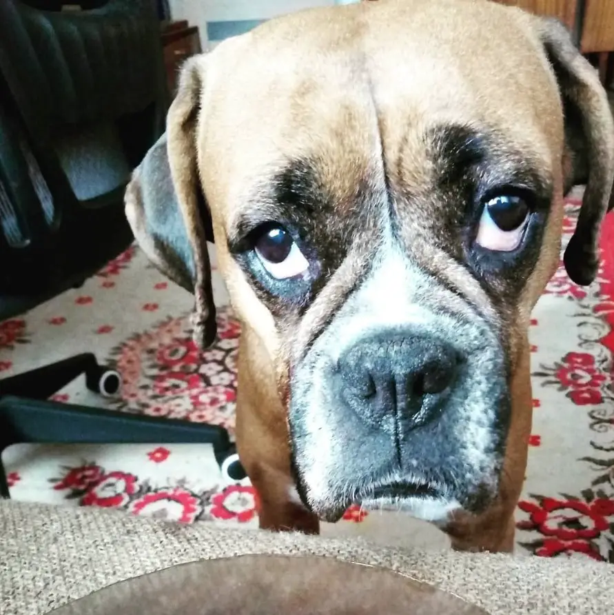 Boxer Dog with sad face