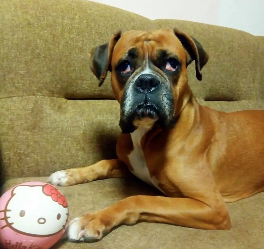Boxer Dog resting on the couch with a hello kitty ball